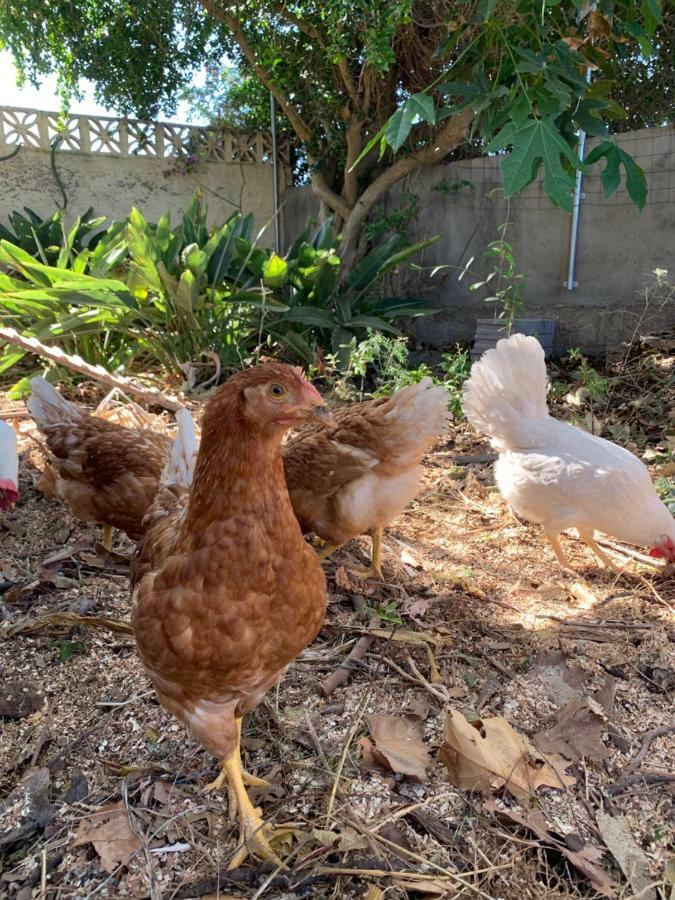 Ferienwohnung Finca Monica La Matanza De Acentejo エクステリア 写真